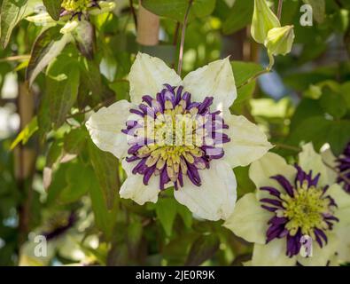 White and purple Clematis florida sieboldii growing in a UK garden. Stock Photo