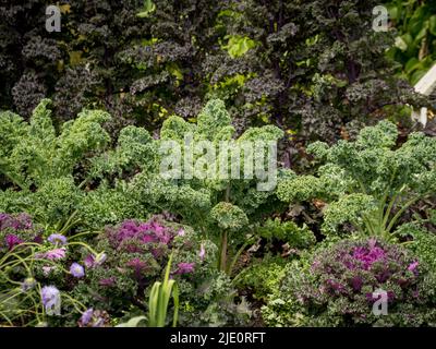 Different varieties of kale growing in a UK vegetable garden. Stock Photo
