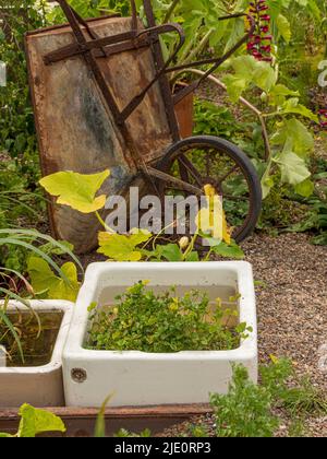 Aquatic plants in an upcycled Belfast sink in a UK garden. Stock Photo
