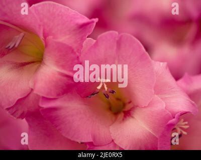 Closeup of pink flower of Gladiolus 'Lennon'. Stock Photo