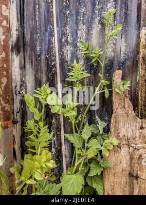 Closeup of weeds growing against a derelict corrugated steel shed. Stock Photo