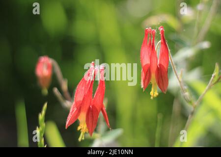 Red columbine flowers in a meadow at springtime Stock Photo