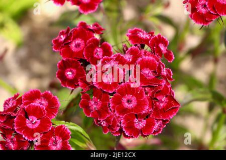 Close up of pink Dianthus barbatus Sweet William flowers in full bloom Stock Photo