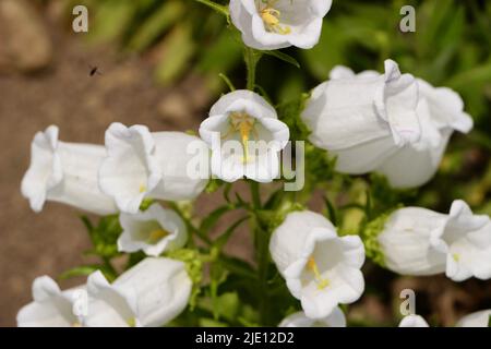 Campanula medium var. alba Canterbury bells white flowers in sunlight Stock Photo