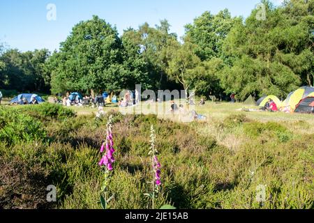 derbyshire-uk-21-june-2018-beautiful-foxglove-flower-and-people