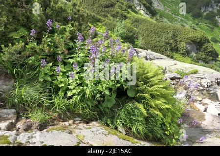 Tatra Mountains blue flowers Cicerbita alpina growing in Dolina Roztoki, Poland Stock Photo