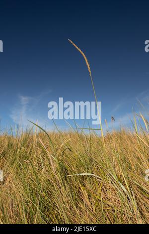 Sand dune at Llandudno West Shore, North Wales coast Stock Photo