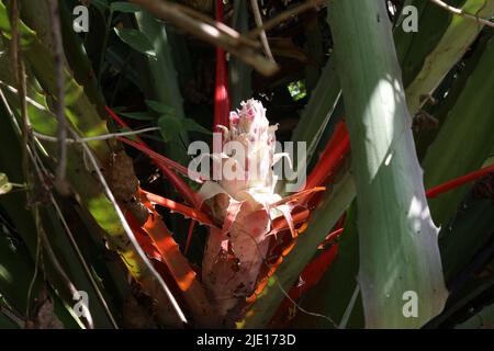 Wild pineapple flower in Vinales, Cuba Stock Photo