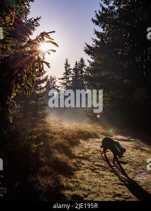 A terrible hungry wild animal resembling wolf or dog walks through a dark green dense spruce forest, with bright morning or evening sunbeams shining t Stock Photo