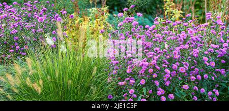 Violet aster flowers in a decorative garden plant. A garden of all seasons. A view of blooming aster flowers with different plants on a sunny day. A Stock Photo