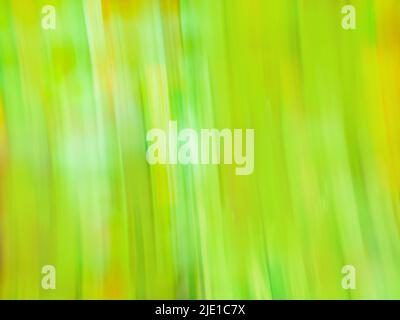 Chlorine greenery  blurred background. Pistachio color blur bokeh. Stock Photo