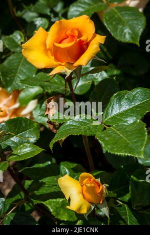 Rosa Simply the Best ('Macamster') (HT) Stock Photo