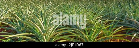 Closeup view of group of pineapple growing in empty field in Oahu, Hawaii in United States of America. Zoomed in variety of fresh and tropical fruit Stock Photo