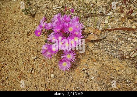 Closeup of indigenous Fynbos flowers growing in Table Mountain National Park, Cape Town, South Africa from above. Group of purple flowering blossoming Stock Photo