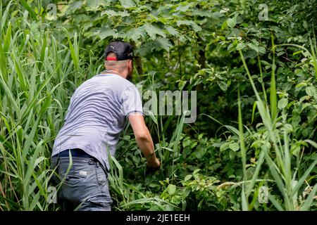 Bad Zwischenahn, Germany. 24th June, 2022. A volunteer searches for a missing boy Joe in a wooded area near the Karl Jaspers Clinic in the Wehnen district on the city limits of Oldenburg. In the days-long search for the missing eight-year-old in Oldenburg, police have also deployed a homicide squad. Credit: Hauke-Christian Dittrich/dpa/Alamy Live News Stock Photo