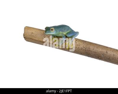 Top and belly view of glass Frog aka Cochranella granulosa, sitting on wooden branch. Isolated on a white background. Stock Photo