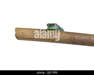 Top and belly view of glass Frog aka Cochranella granulosa, sitting on wooden branch. Isolated on a white background. Stock Photo