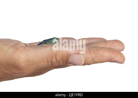 Top and belly view of glass Frog aka Cochranella granulosa, sitting on human hand. Isolated on a white background. Stock Photo