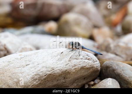 Cape Skimmer Dragonfly On River Rock (Orthetrum julia capicola) Stock Photo