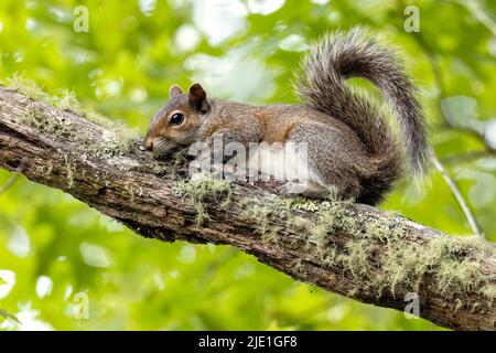 Shy Eastern Gray Squirrel (Sciurus carolinensis) - Brevard, North Carolina, USA Stock Photo
