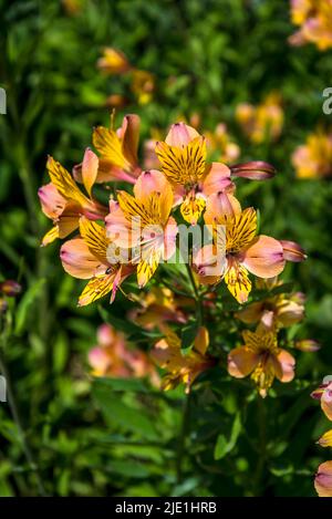 Alstroemeria 'Morning Star', Peruvian lily Stock Photo - Alamy