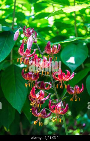 Martagon lily, Lilium martagon ‘Claude Shride’ Stock Photo