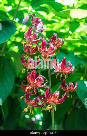 Martagon lily, Lilium martagon ‘Claude Shride’ Stock Photo