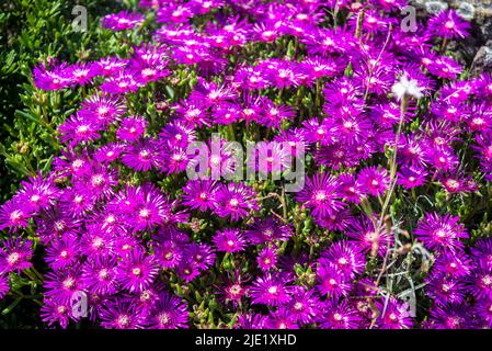 Delosperma cooperi Stock Photo