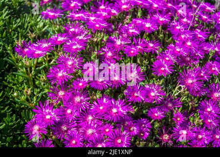 Delosperma cooperi Stock Photo