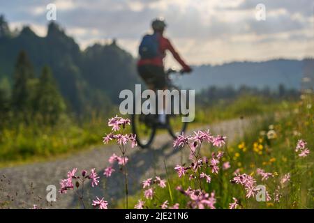 woman on bicycle as blurred silhouette in backlit behind beatiful mountain flowers Stock Photo