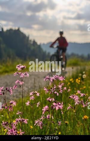 woman on bicycle as blurred silhouette in backlit behind beatiful mountain flowers Stock Photo