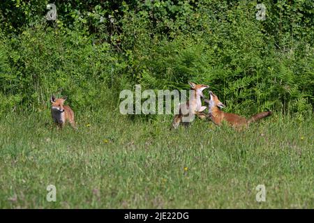 Red fox kits at play-Vulpes vulpes. Stock Photo