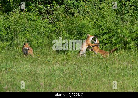 Red fox kits at play-Vulpes vulpes. Stock Photo