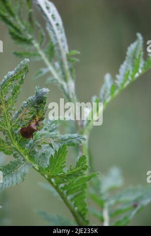 a large Leather bug on Weeds Stock Photo