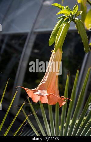 Brugmansia x cubensis 'Pink Dragon', angel trumpet Stock Photo
