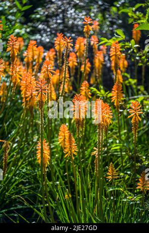 Kniphofia 'Fiery Fred', Red hot poker 'Fiery Fred' Stock Photo