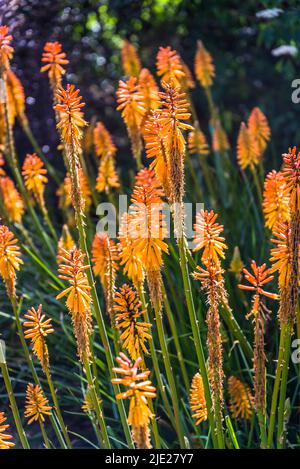 Kniphofia 'Fiery Fred', Red hot poker 'Fiery Fred' Stock Photo