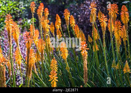 Kniphofia 'Fiery Fred', Red hot poker 'Fiery Fred' Stock Photo