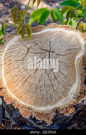 Wood texture of tree stump with annual rings and cracks on the background of the earth and green shoots. Close-up. Selective focus. Copy space. Stock Photo