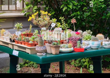 Various green cactus with spikes and succulent plants in small pots. Cactus sold in store. Stock Photo