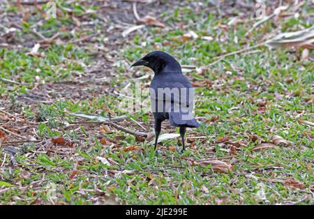 Melodious Blackbird (Dives dives) adult male standing on short grass San Jose, Costa Rica               March Stock Photo