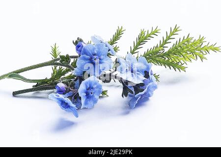 Forget Me Not Flowers (Myosostis sylvatica) isolated on white background Stock Photo