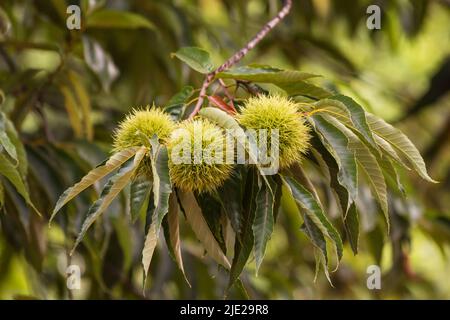Sweet chestnut tree with fruit on white background Stock Photo
