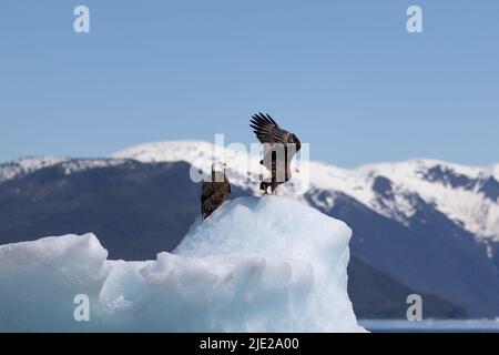 An eagle in flight, with mountains in the background. Stock Photo