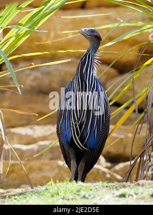 Vulturine guineafowl (Acryllium vulturinum) among tall grasses and seen from front Stock Photo
