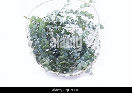 Eucalyptus leaves branch in a white basket isolated on white background Stock Photo