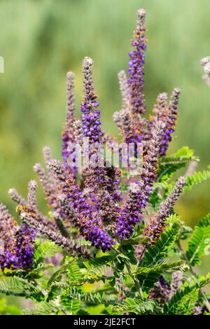 Leadplant, Amorpha fruticosa, Desert Indigo, Flowering, Shrub, Purple, Spikes, False Indigo bush Stock Photo