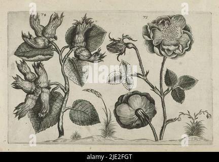 Hazel and rose, Cognoscite lilia (series title), Hazel (Corylus avellana) and rose, numbered 70 and 71., print maker: Crispijn van de Passe (I), (attributed to), after drawing by: Crispijn van de Passe (I), (attributed to), publisher: Crispijn van de Passe (I), print maker: Cologne, after drawing by: Cologne, publisher: Cologne, publisher: London, 1600 - 1604, paper, engraving, height 127 mm × width 205 mm, height 172 mm × width 272 mm Stock Photo