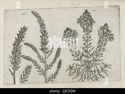 Tamarisk and flax beak, Cognoscite lilia (series title), Tamarisk (Tamarix gallica) and flax beak (Linaria vulgaris), numbered 96 and 97., print maker: Crispijn van de Passe (I), (attributed to), after drawing by: Crispijn van de Passe (I), (attributed to), publisher: Crispijn van de Passe (I), print maker: Cologne, after drawing by: Cologne, publisher: Cologne, publisher: London, 1600 - 1604, paper, engraving, height 127 mm × width 205 mm, height 172 mm × width 272 mm Stock Photo