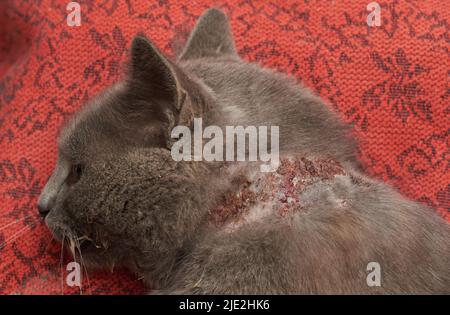 Injury on the neck of a cat from a food allergy. Stock Photo
